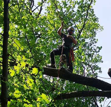 Tree Climbing Services