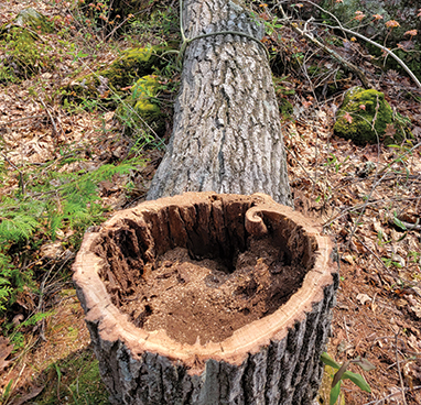 High Risk Tree Assessment